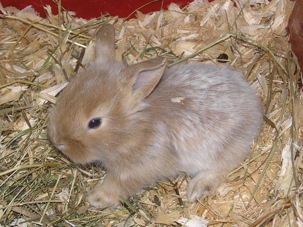 Экскурсия «Малыши Ярославского зоопарка»