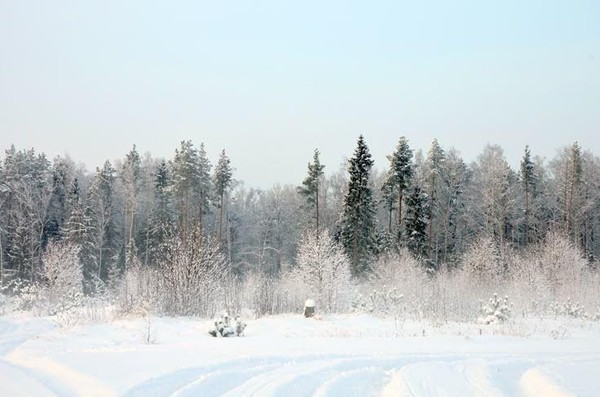 «Секреты зимнего леса»