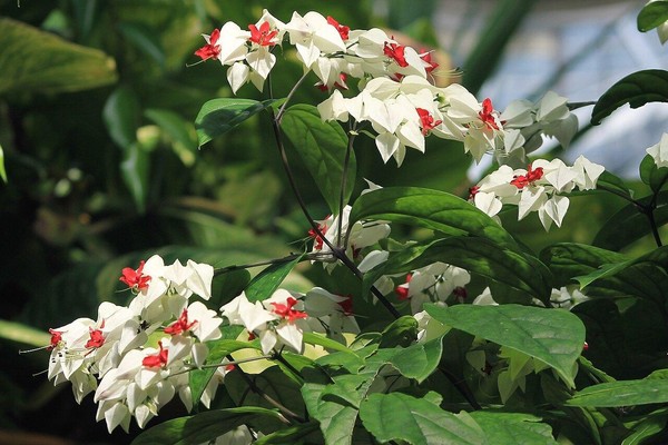 «Редкое комнатное растение. Клеродендрон. Агротехника»