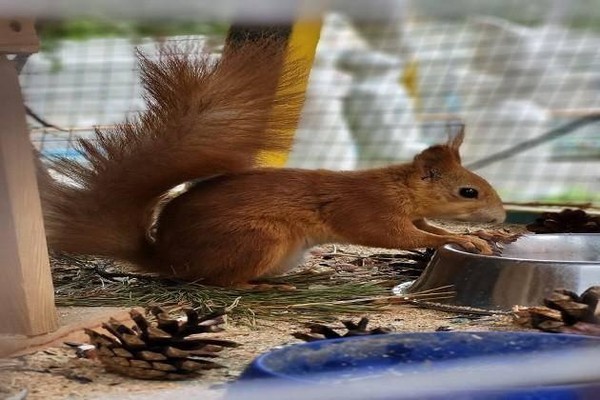 Показательное кормление белок
