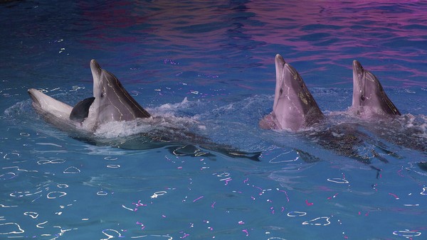 Эхо будущего