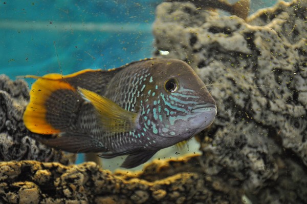 Тематическая встреча «Животное дня»