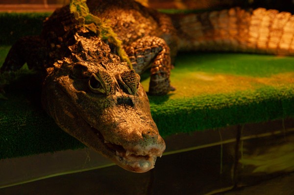 Интерактив «Ням-ням-шоу»