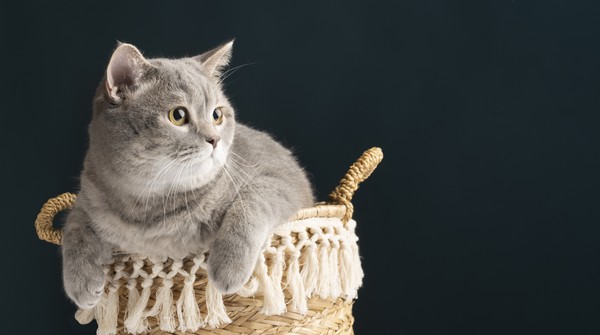 Мурлыкающие выходные