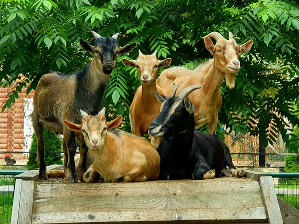 Ивановский зоопарк