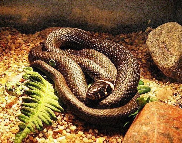 Показательное кормление змей