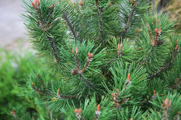 Краеведческий лекторий «Памятники природы Ульяновской области»