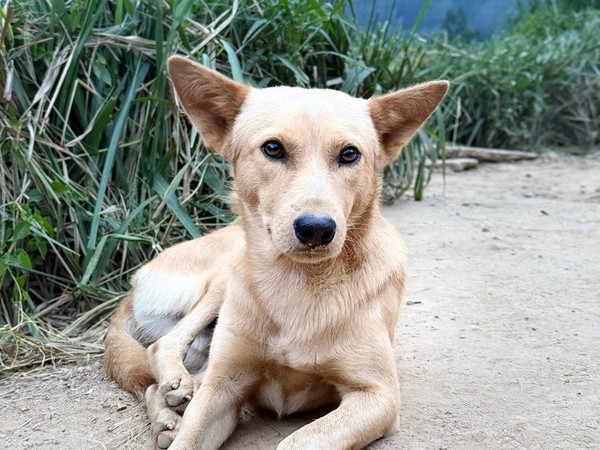 Благотворительная акция «МИСКА ДОБРА!»