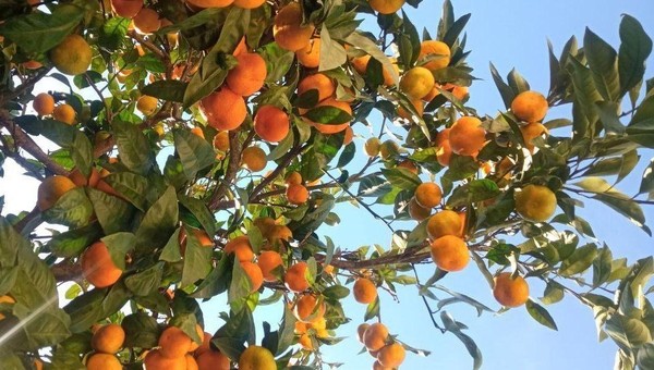 Мастер-класс «Мандарин на веточке»