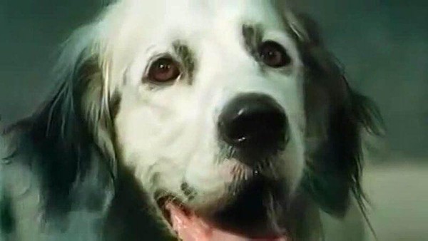 История, изменившая тысячи сердец. Тайна Черного уха