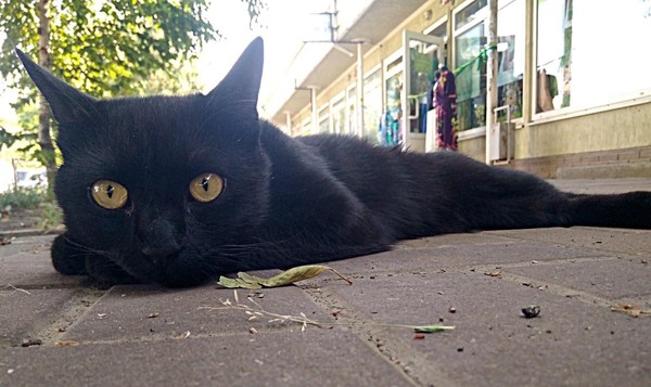 Экскурсия «По следу черного кота»