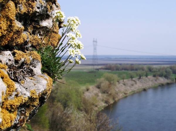 Экскурсия по выставке «Галичья гора. Острова заповедной природы»