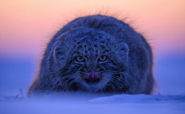 Золотая Черепаха