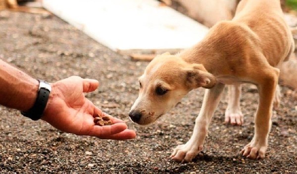 Всемирный день сострадания