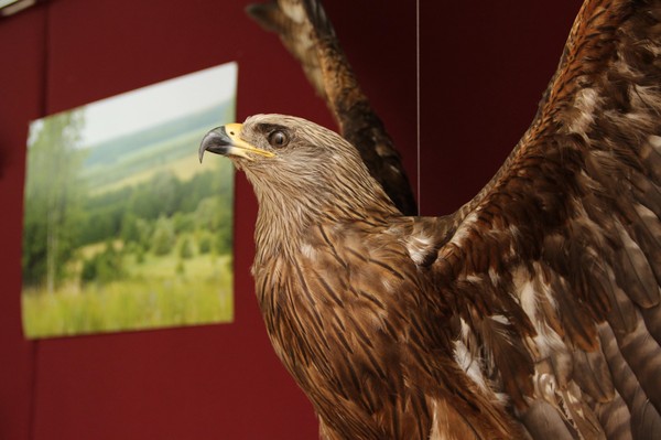 Интерактивное занятие «Как появляются экспонаты животных»