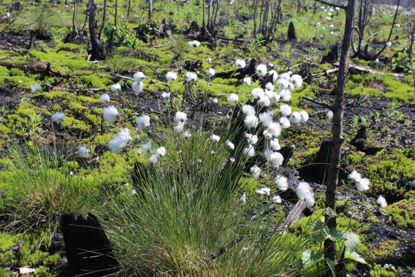 Выставка «После льда: неглубокая древность Прикамья»