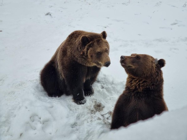 Экскурсия «Провожаем мишек в спячку»