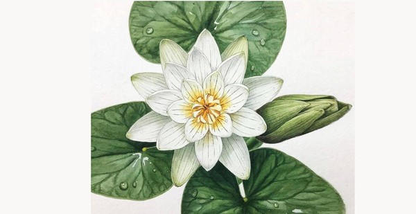 Серия занятий студии книжной графики «Ботанический атлас»