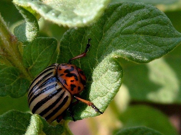 Защита растений от вредителей и болезней