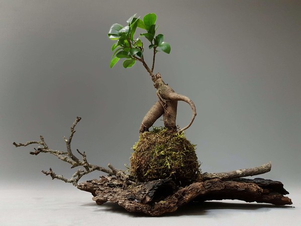 «Кокедама. Направление японского искусства бонсай»