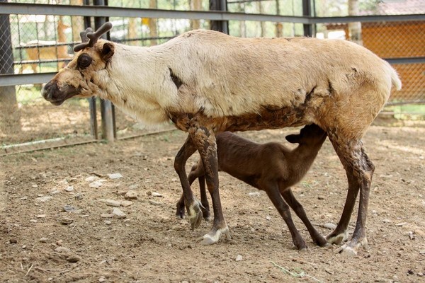 Программа «МамаЗoо»