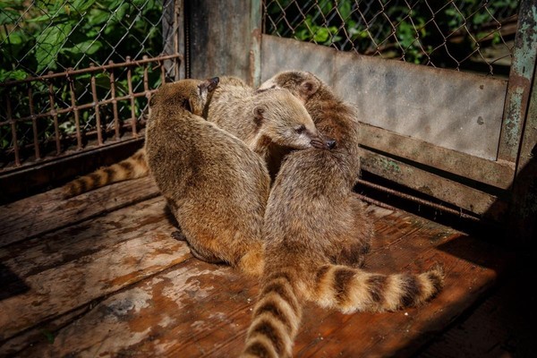 Лекции «Добрые мамы зоопарка»