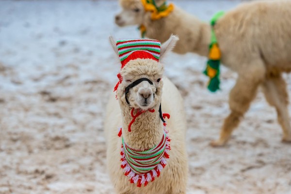 Экскурсия в выходные дни в парк альпак Пача Мама