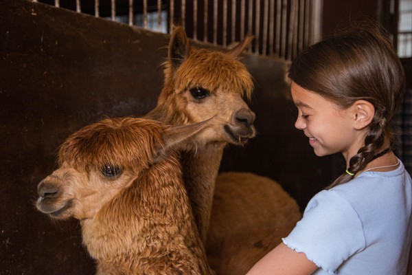 Бьюти-утро с альпаками в «Пача Мама»
