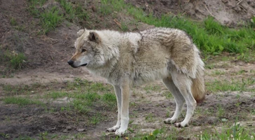 Викторина «Животные в искусстве»