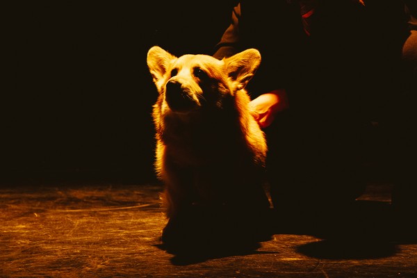 Верь своей собаке