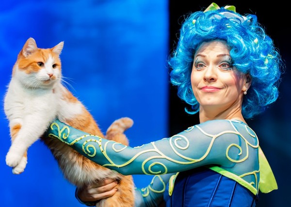 Коты спасают мир