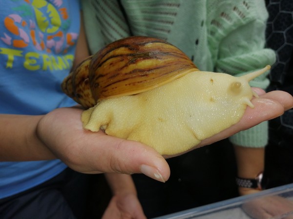 Гастротур на улиточную ферму