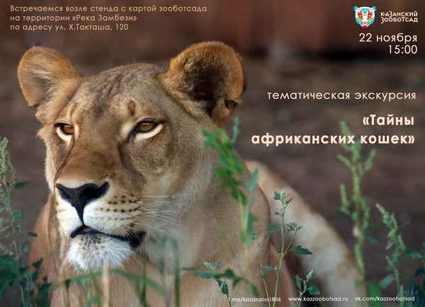Тематическая экскурсия «Тайна африканских кошек»