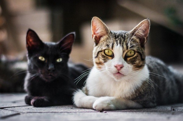 Викторина «Эти замечательные кошки...»