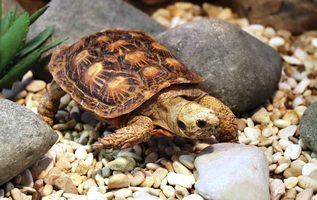 Викторина «Любимые герои русских сказок»