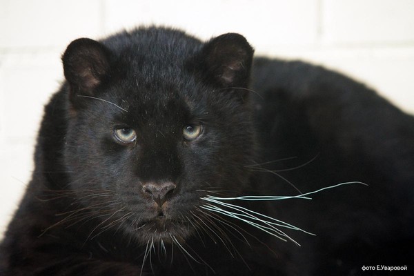 «Афиша на ноябрь»