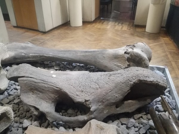 Беседа о предмете «Череп шерстистого носорога»