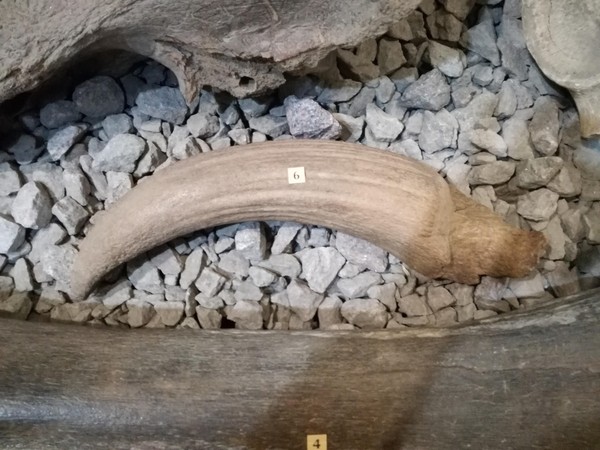 Беседа о предмете «Рог тура»