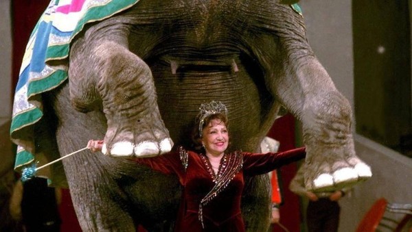 Тематическая беседа «Дрессировка слонов»