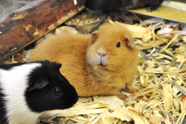 День заботы о животных