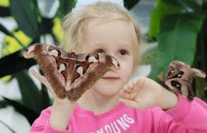 Парк бабочек Paradise