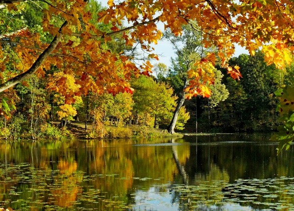 Выставка «В гостях у осени»