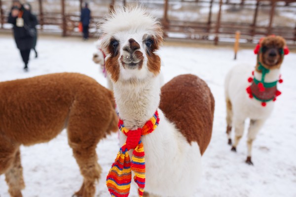 Экскурсия в будни в парк альпак «Пача мама»