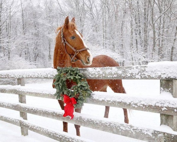 «Лошадка–символ Нового Года»