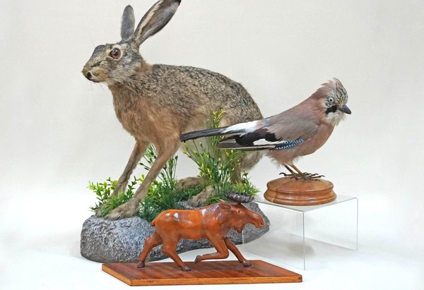 Экскурсия по выставке-рассказу «Кто в лесу живет? Что в лесу растет?»