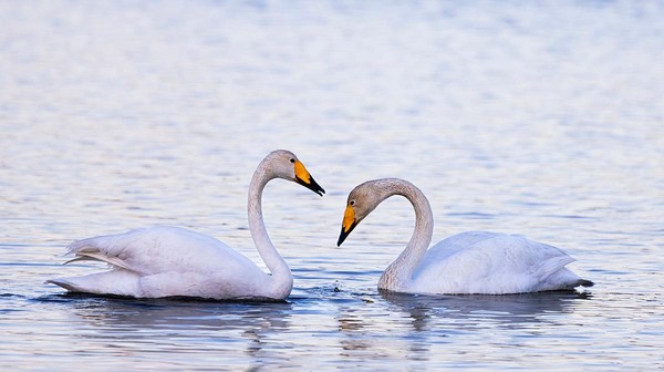 Фотовыставка «Истоки Амура»
