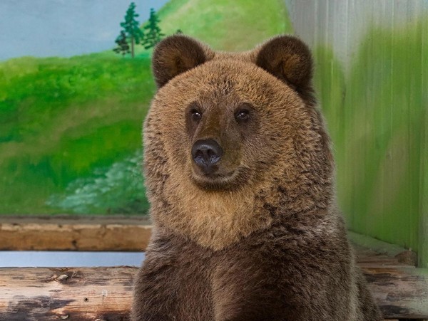 «День медведя»