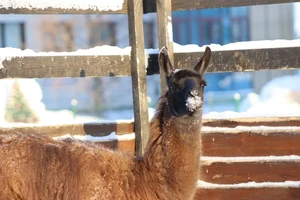 Викторина «Лама и её семья»