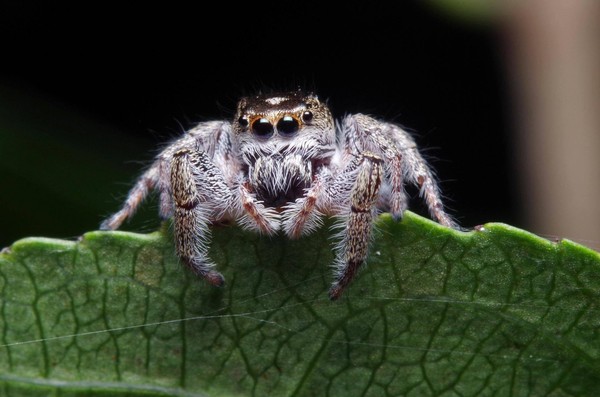 Выставка «Мир джунглей»
