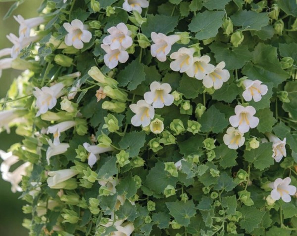 «Цветок года-Лофос»